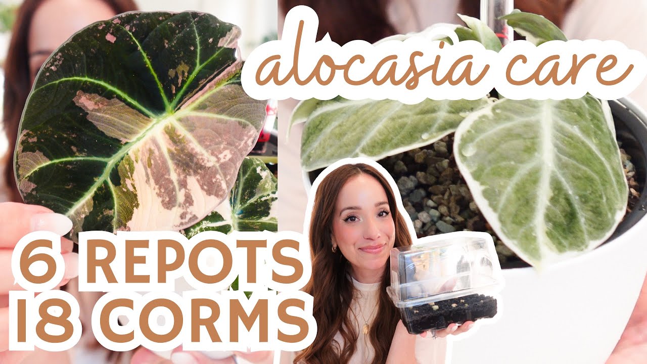 Пересадка алоказии, пересадка PON + сбор клубнелуковиц | редкая и распространённая алоказия