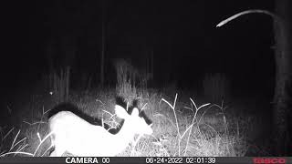 Interesting Trail Cam Video from Florida