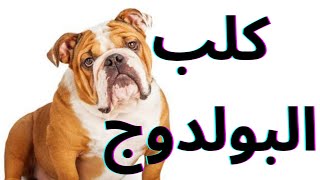 كلب البولدوج