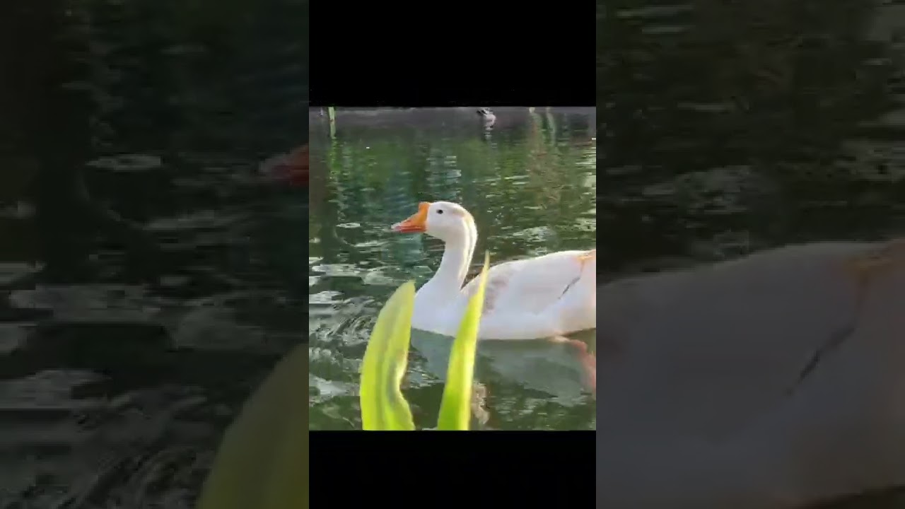 Beautiful Swan birds|| shorts