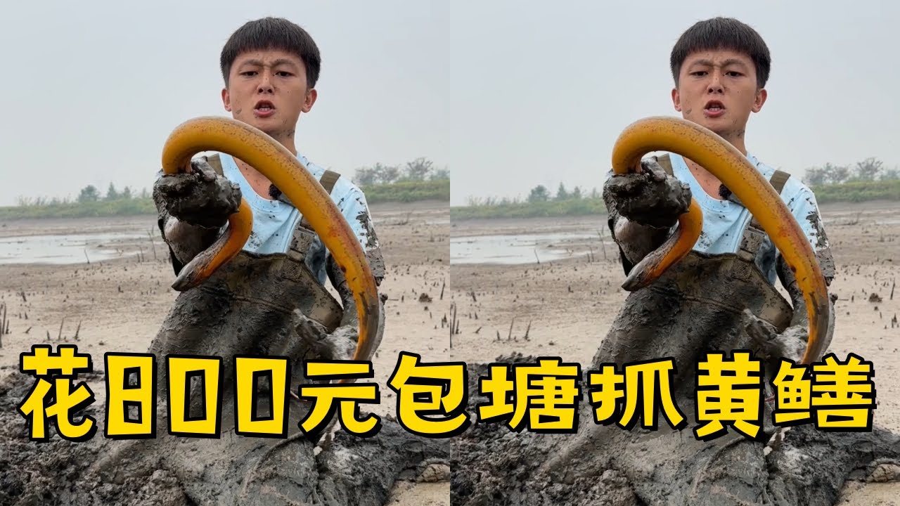 水猴子花800元包塘抓黄鳝，2斤多的鳝鱼到底长什么样？