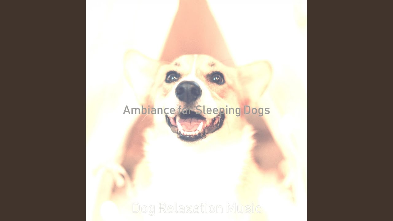 Distinguished Training Your Dog