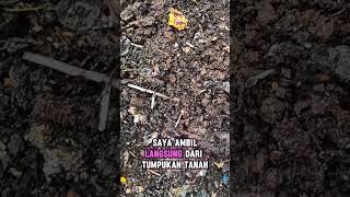 Khasiat istimewa Orong - orong untuk murai batu!! #muraibatu#muraibatugacor#burungkicau#kicaumania