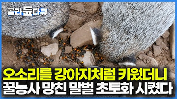 강아지처럼 키웠더니 아저씨를 졸졸 따라다니는 오소리, 하루에 먹는 말벌만 500마리라고... 좋은 것만 먹이고 키운 오소리 결말｜극한직업｜#골라듄다큐
