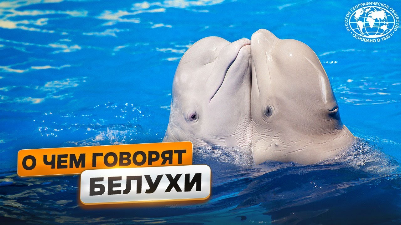 Загадочная жизнь белух на Белом море