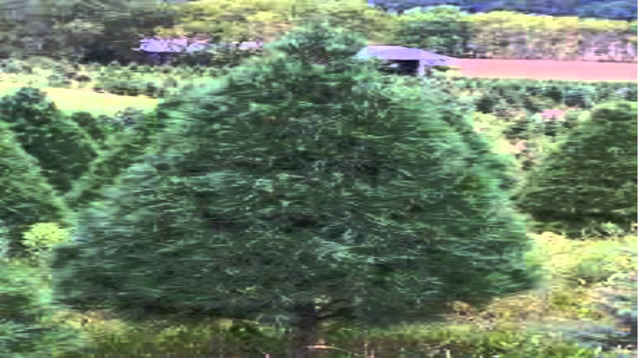 White Pine Trees For Sale 1.89 at Tn Online Tree Nursery YouTube