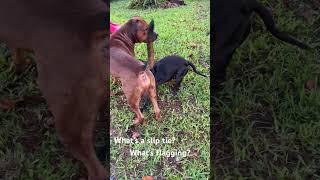 Slip Tie And Flagging Video Shares Both Educational Purposes.