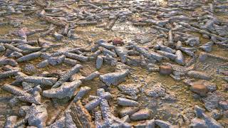 20180706_beach coral render
