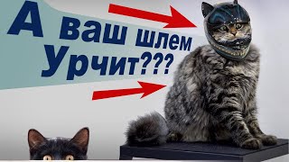 Кошачий шлем! И такое бывает)