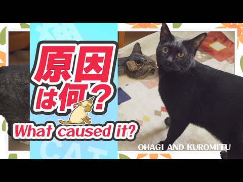 猫の原因は何？