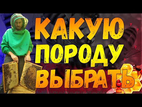 Как выбрать породу
