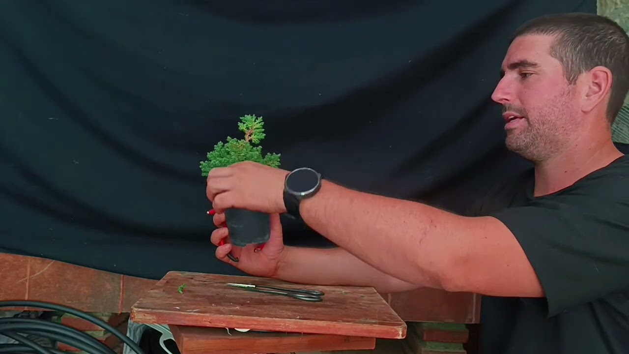 Trabajos de Otoño en Junipero