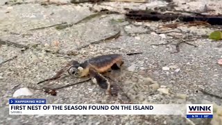 Leatherback sea turtle nesting season begins in Sanibel