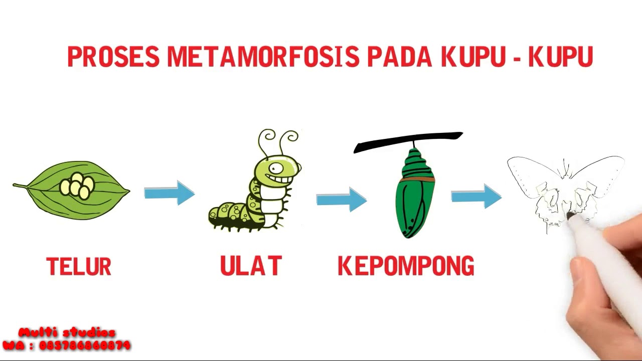 Koleksi 70 Gambar Animasi Telur Kupu Kupu Terbaru Gambar Animasi