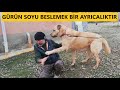 BİR KÖPEKTE ARADIĞINIZ TÜM ÖZELLİKLERİ GÜRÜN SOYUNDA BULABİLİRSİNİZ #kangal #köpek #gürün