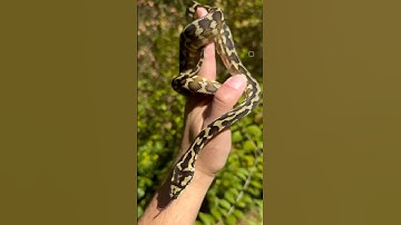 Papuan Carpet Python