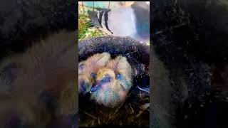 Weekend sleepy chicks shorts birds amazing viral