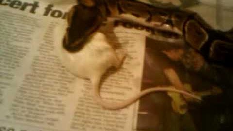Ball python feeding part 2