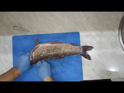 How to process fish როგორ დავამუშაოთ თევზი