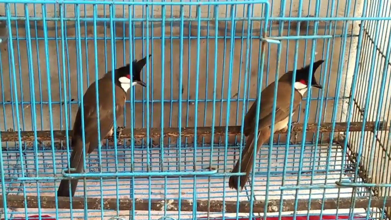 2 em Chào Mào bẫy đấu Trà My Quảng Nam