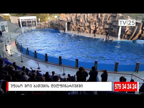 უფასო შოუ ბათუმის დელფინარიუმში