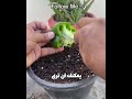 سر زراعة الفلفل الذي يسرّع ظهور الثمار 🌶️