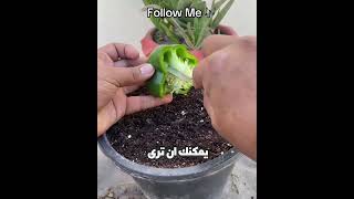 سر زراعة الفلفل الذي يسرّع ظهور الثمار 🌶️