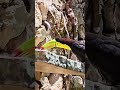Keel-billed toucan eats fruit Xcaret aviary Playa del Carmen Mexico tropical Caribbean jungle bird