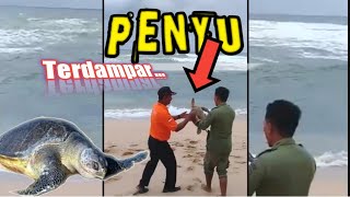 PETUGAS SAR PANTAI DRINI SELAMATKAN PENYU TERDAMPAR.