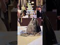 結婚式でマグロ🐟みんなも食べたい？#ウェディングプランナー #グランディエール #shorts