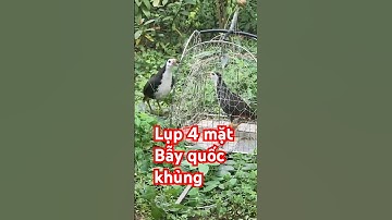 cận cảnh bẫy quốc#baychimquoc#cách bẫy quốc