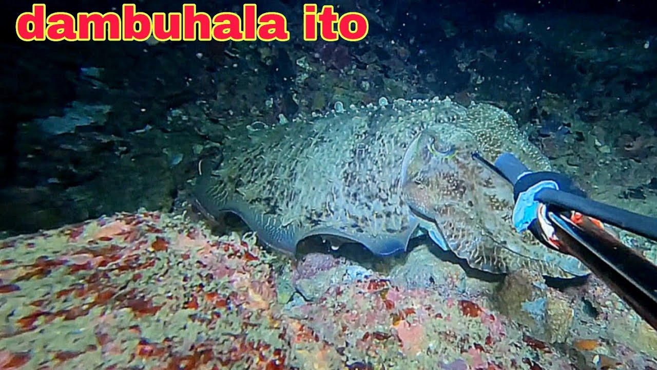 ep657 Dive2 dambuhalang kulambutan nag kulay bato buti napansin ko agad