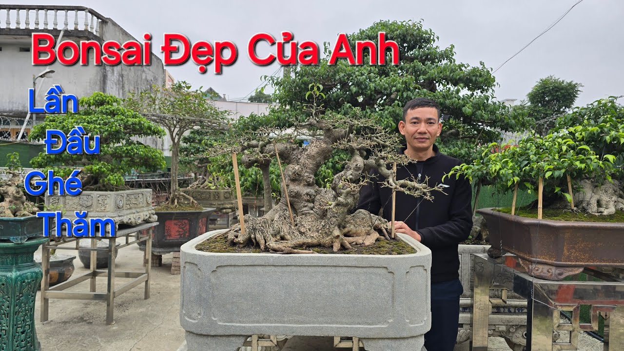 LẦN ĐẦU thăm vườn cây CỦA ANH có nhiều CÂY Bonsai ĐẸP tại TP HƯNG YÊN - đt : 0372.89.5555 .