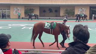 中京パドックシルクロードs #シルクロードs #メイケイエール #中京競馬 #カレンモエ #競馬　パドック