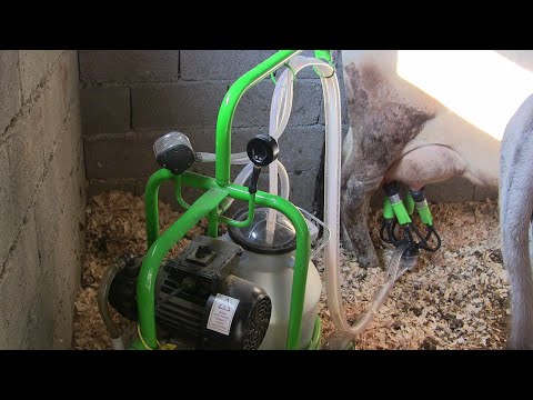 ძროხის მოწველა საწველი აპარატით