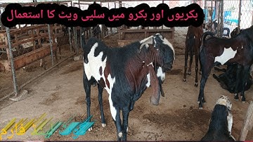 selevit ka estmal kasay aur kau kiya jata ha