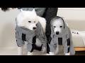 雨の日の散歩でカッパを着ると体が固まって動かなくなる犬たちがおもしろい笑