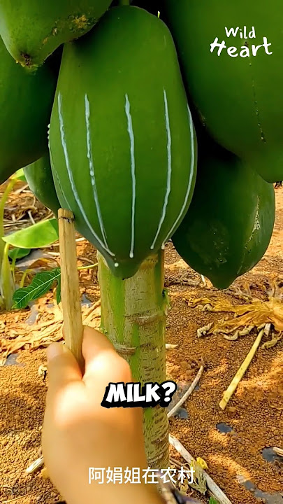 Why Are They Harvesting Papaya Milk?