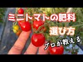 ミニトマト【肥料の考え方】家庭菜園