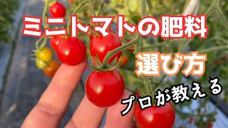 ミニトマト【肥料の考え方】家庭菜園