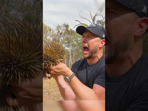 Videó: Echidna (állat): fénykép, leírás, élőhely