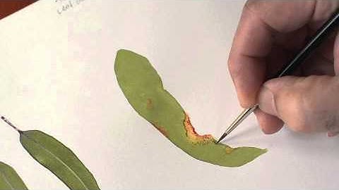 Botanical Art Tutorial - 