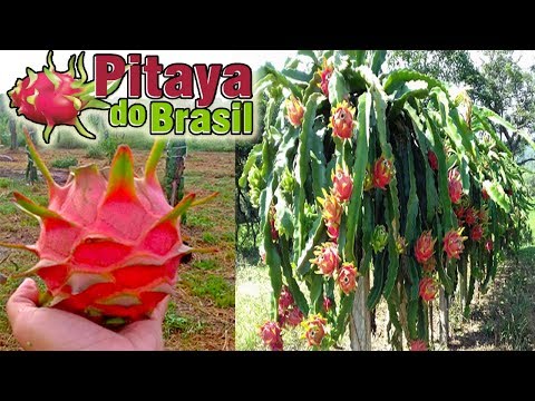 Vídeo: Cacto Pitahaya Comestível. Conhecido