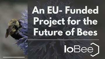 The Internet of Bees - IoBee - A Project for Bees and People