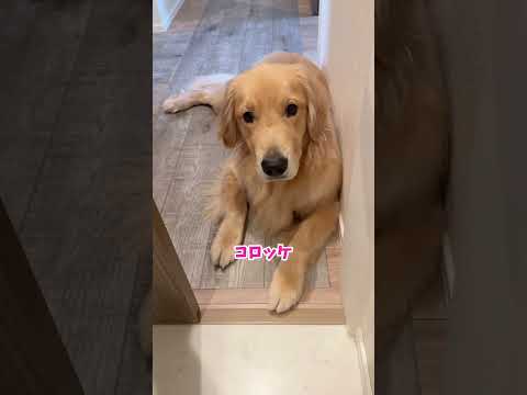 ドアの向こうからすんすん聞こえる #大型犬 #ゴールデンレトリバー