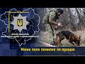 Мінне поле помилок не прощає: службові собаки з  вибухотехніками у розмінуванні Харківщини