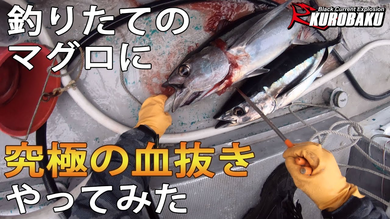 釣りたてのマグロを船上で究極の血抜きやってみた Tuna Cutting Youtube