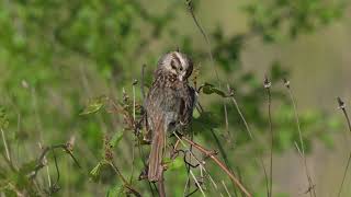 A North American Song Sparrow perches on a bush in a prairie near a northern USA Beaver pond