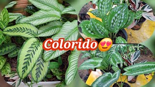TEM DIFICULDADE COM MARANTAS? + PLANTAS NOVAS 🤗 #plantas #jardim 