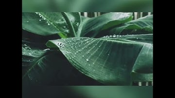 آيات السكينه وراحة❤️ تلاوة احمد النفيس مع صوت المطر